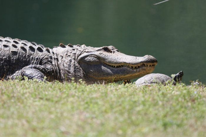 turtle and crocodile friends