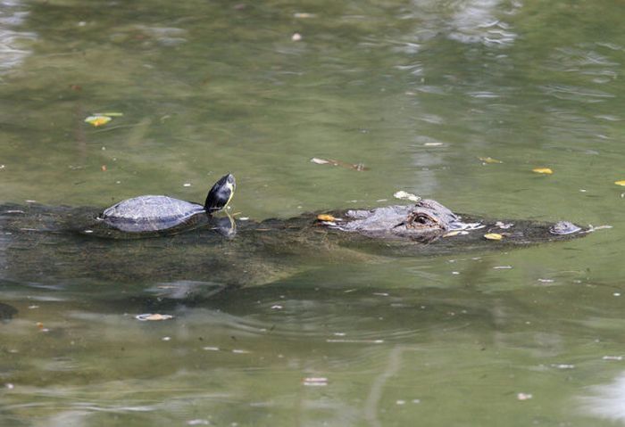 turtle and crocodile friends