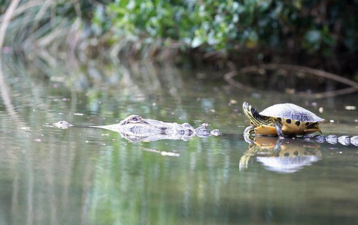 turtle and crocodile friends