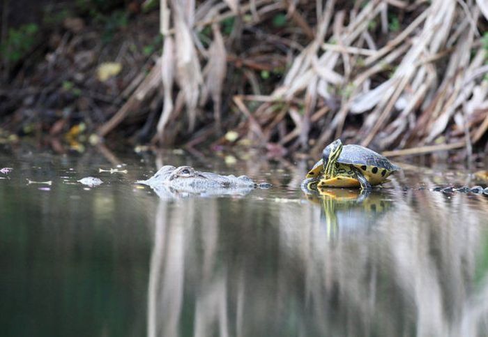 turtle and crocodile friends