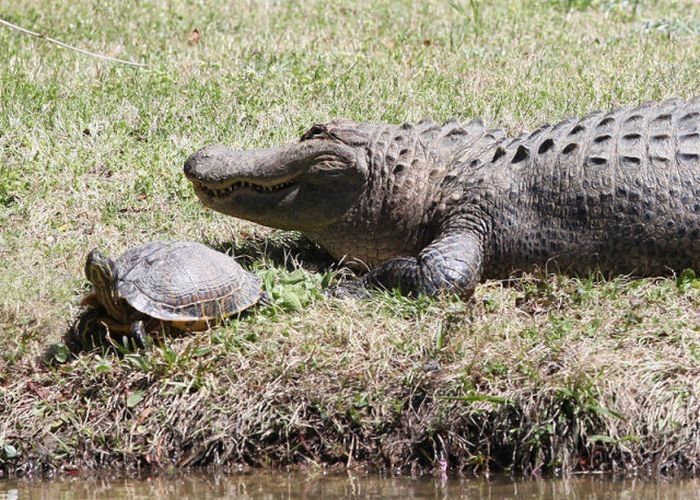 turtle and crocodile friends