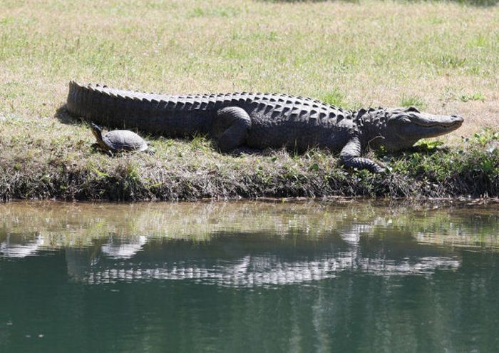 turtle and crocodile friends