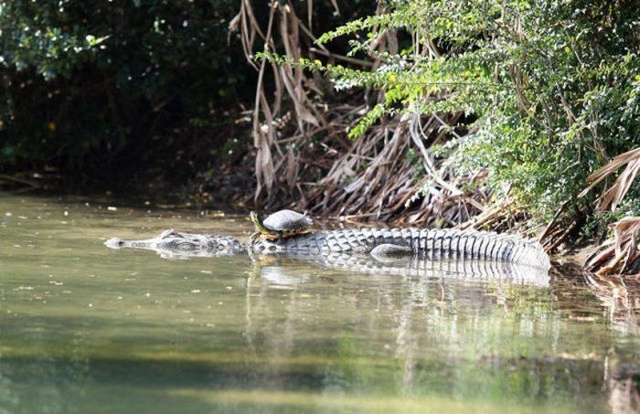 turtle and crocodile friends