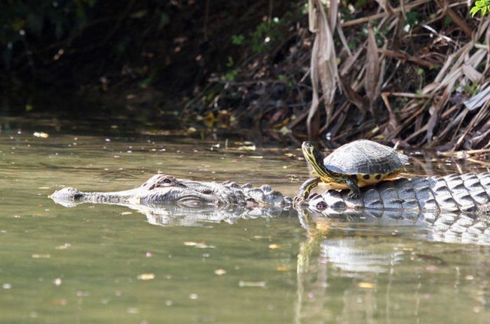 turtle and crocodile friends