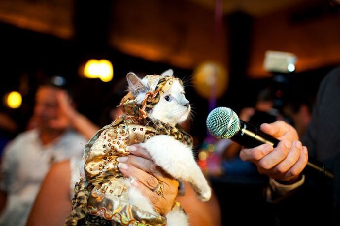 cat fashion show