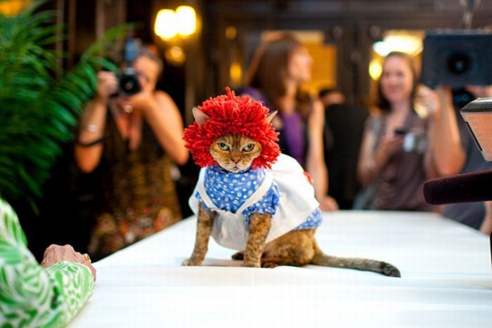 cat fashion show