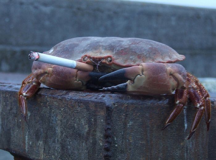 crabs smoking cigarettes