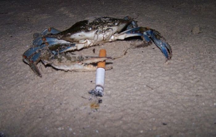 crabs smoking cigarettes