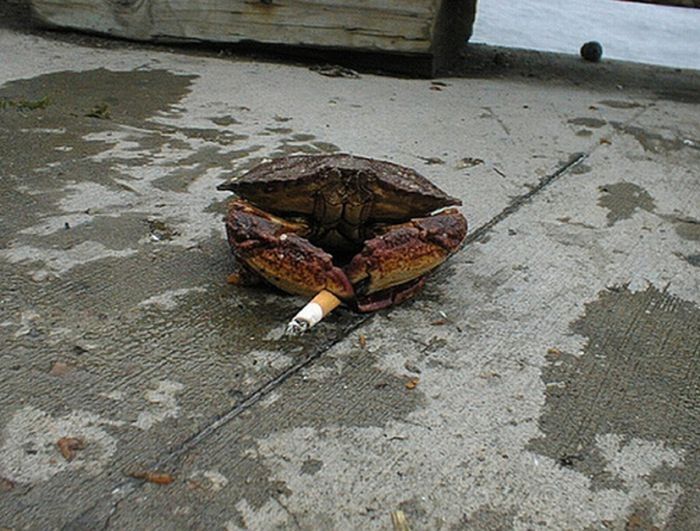 crabs smoking cigarettes