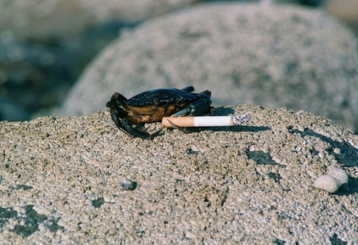 crabs smoking cigarettes