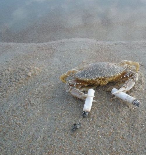 crabs smoking cigarettes