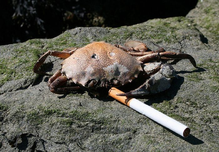 crabs smoking cigarettes