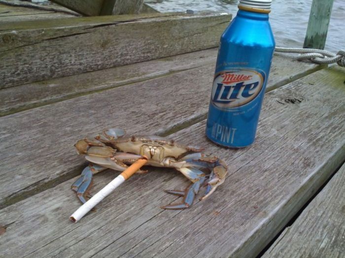 crabs smoking cigarettes