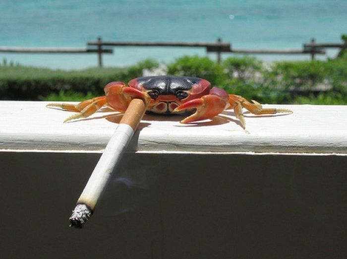 crabs smoking cigarettes