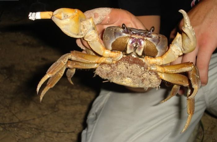 crabs smoking cigarettes