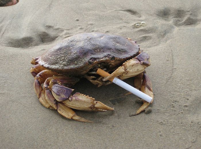 crabs smoking cigarettes