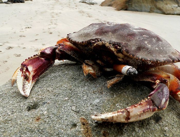 crabs smoking cigarettes