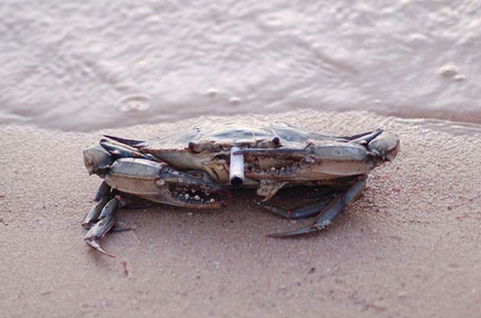 crabs smoking cigarettes