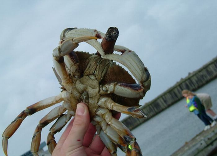 crabs smoking cigarettes