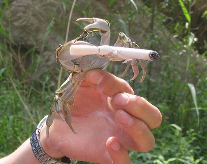 crabs smoking cigarettes