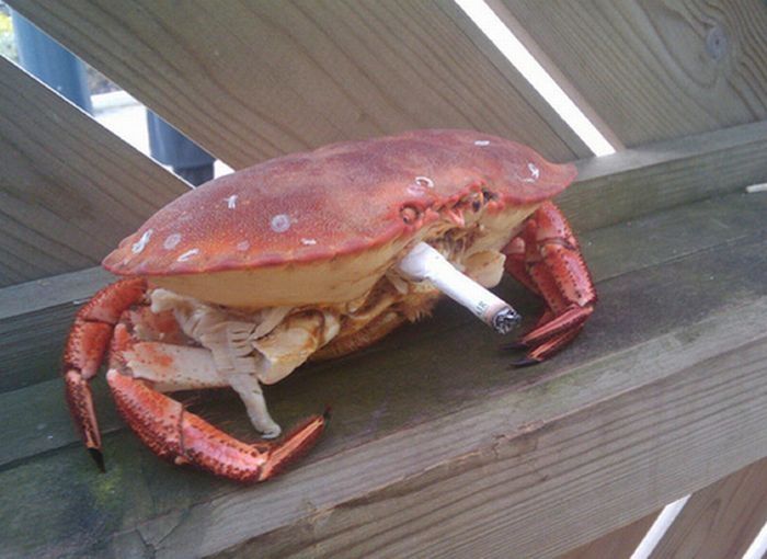 crabs smoking cigarettes