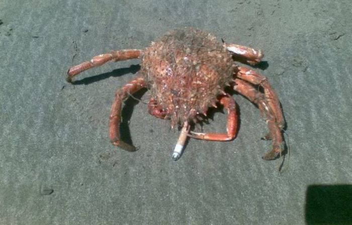 crabs smoking cigarettes