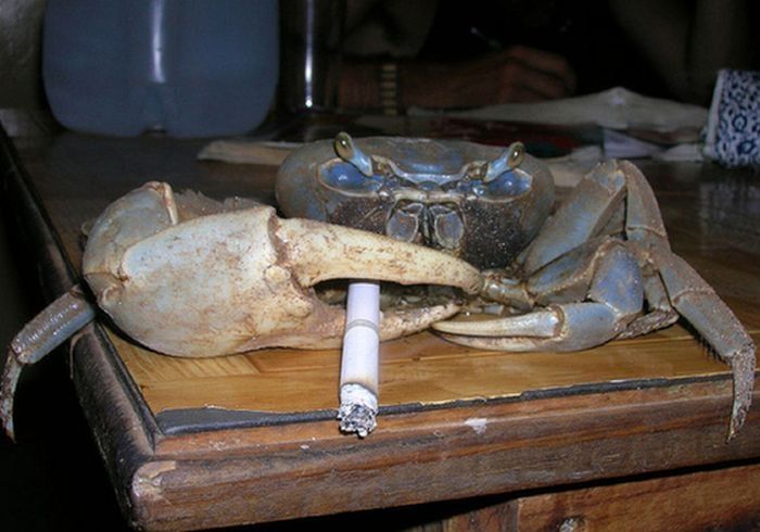 crabs smoking cigarettes