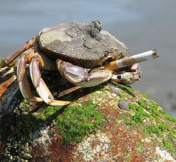 crabs smoking cigarettes