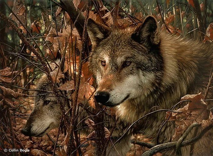 Collin Bogle nature art