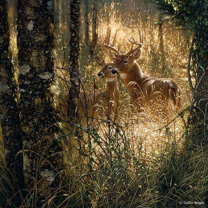 Collin Bogle nature art