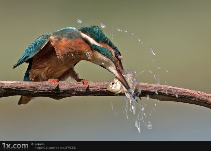 bird photography