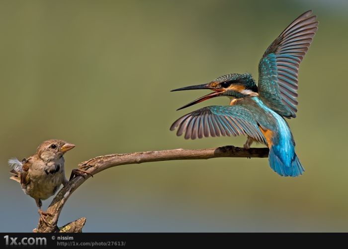 bird photography