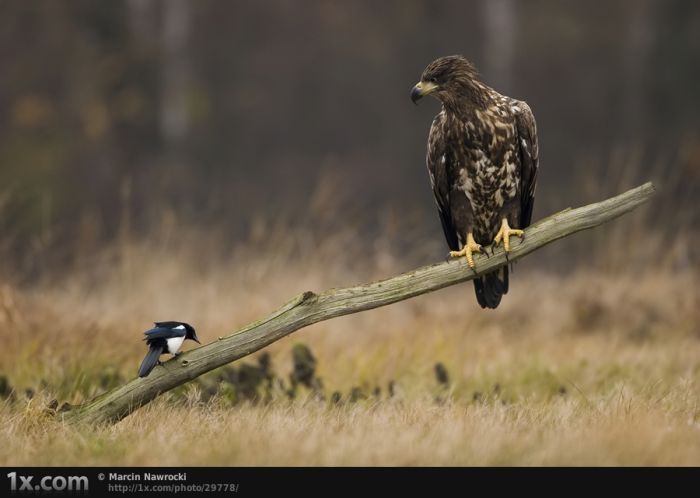 bird photography