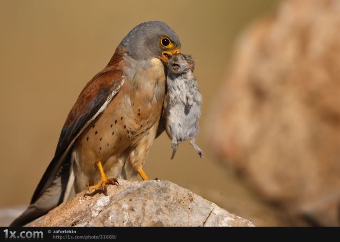 bird photography