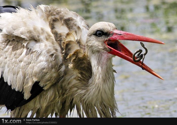 bird photography