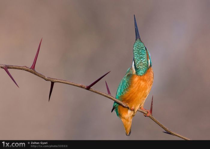 bird photography