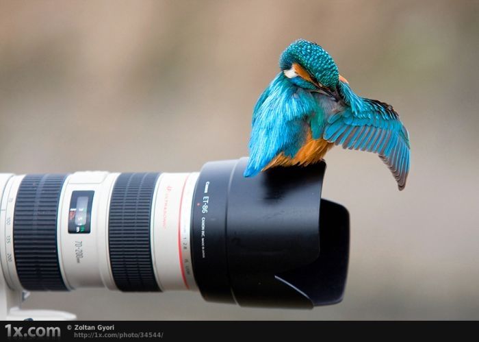 bird photography