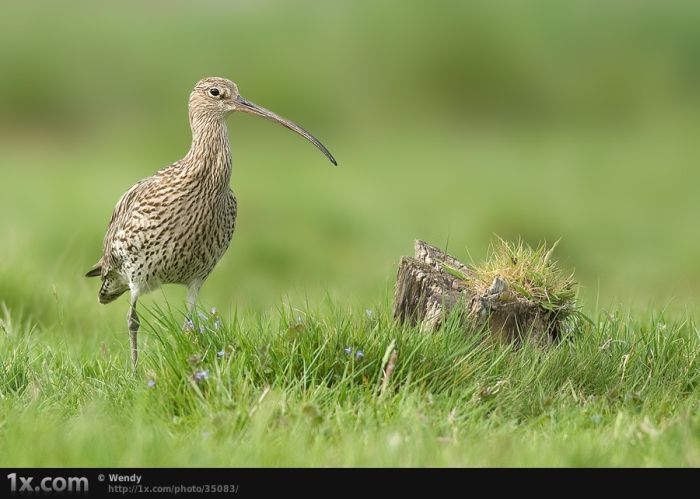 bird photography