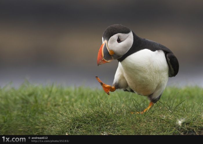 bird photography