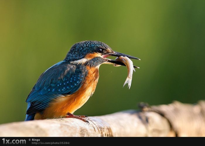 bird photography