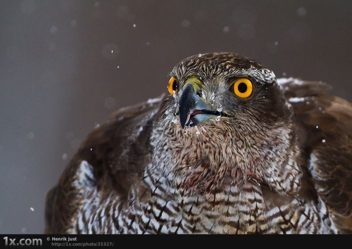 bird photography