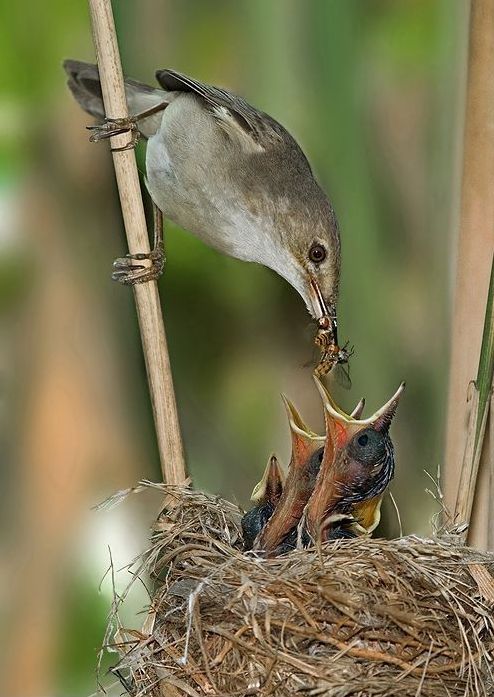 bird photography