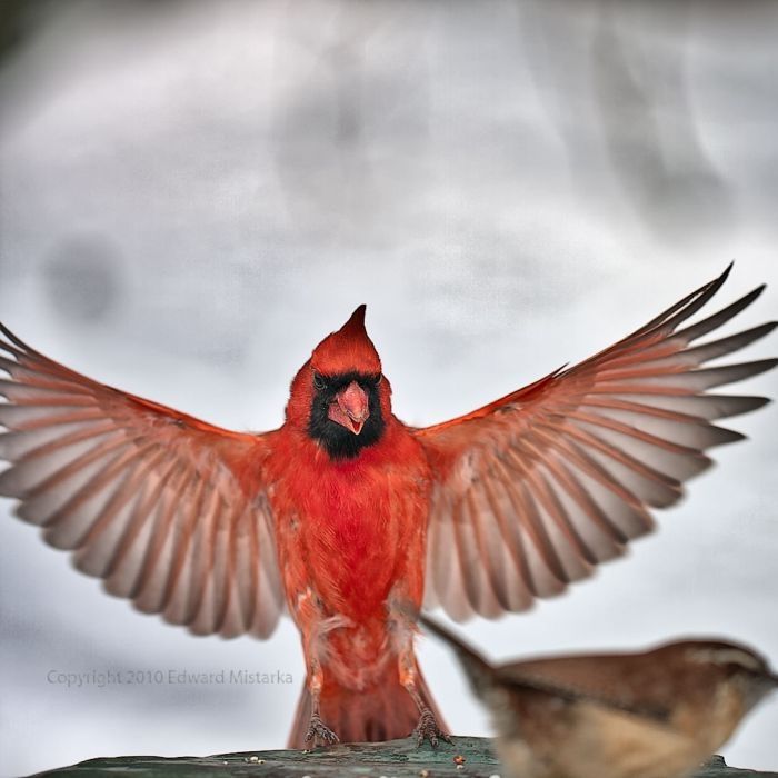 bird photography
