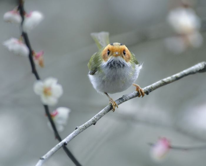 bird photography