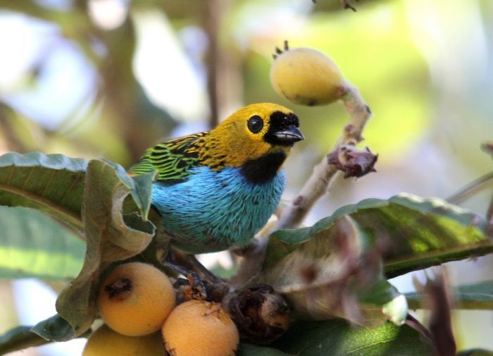 bird photography