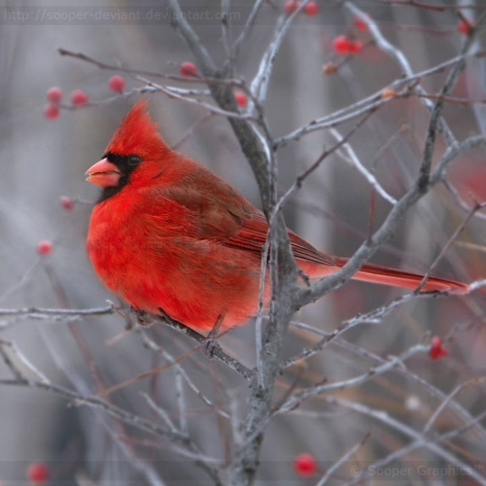 bird photography