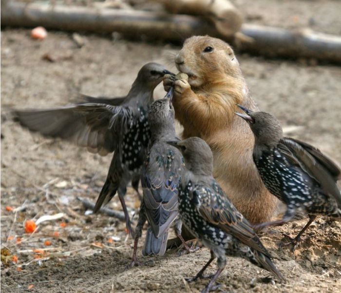 bird photography