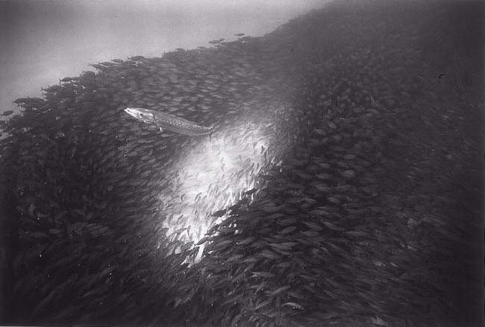 black and white underwater animals photography