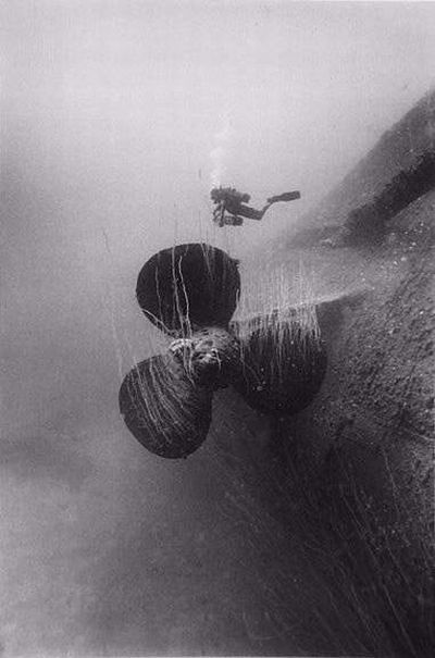 black and white underwater animals photography