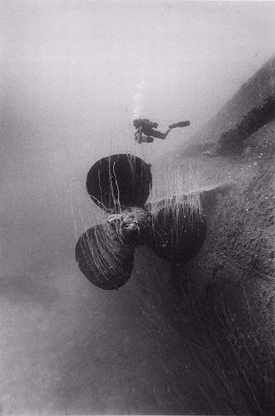 black and white underwater animals photography